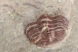 Interesting, Red Morocops Trilobite - Zerig, Morocco #264878-6